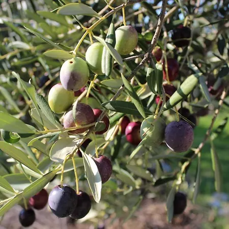 Summer Bliss Apartament *