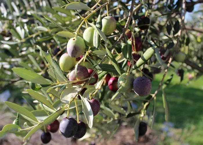 Summer Bliss شقة *